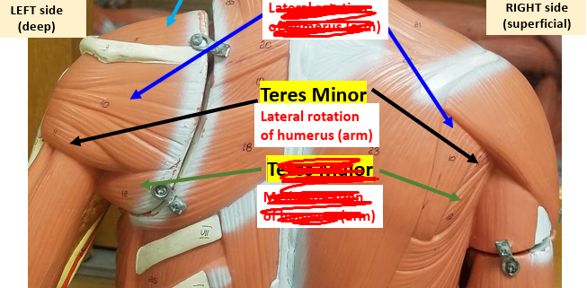 <p><strong>Insertion: </strong>Greater tubercle of humerus.<strong><br>Action: </strong>Laterally rotates arm.<strong><br>Synergist: </strong>Infraspinatus.</p><p><span style="color: rgb(221, 4, 4);"><strong>Antagonist: </strong></span><span style="color: rgb(248, 248, 248);">Subscapularis.</span></p>