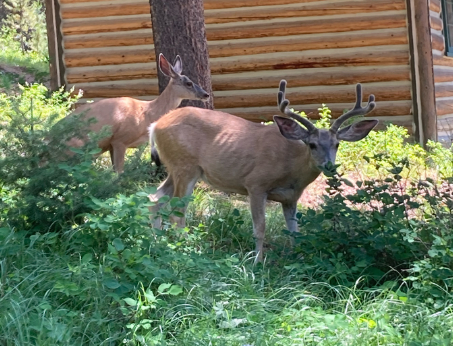 <p>buck or doe</p><p>big game</p><p>overall bigger and taller/wider racks, larger pointed ears, short tail with white and a black tip, face mostly white, </p>