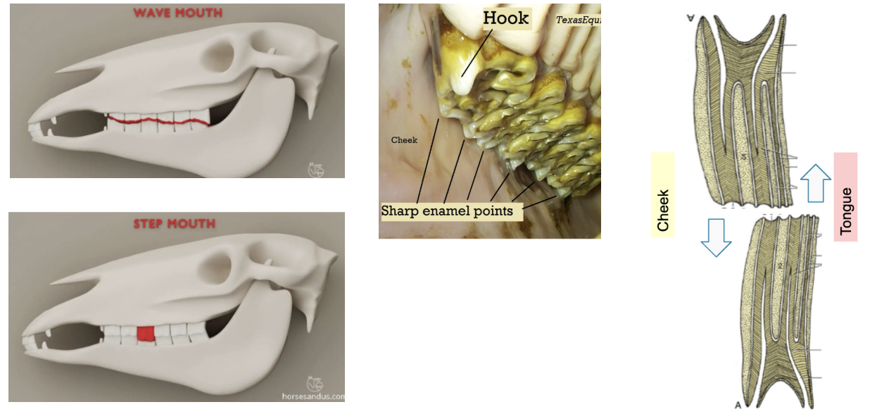 <ul><li><p><span style="background-color: transparent; font-family: "Times New Roman", serif;">Points: sharp points develop on buccal surface of maxillary cheek teeth</span></p></li><li><p><span style="background-color: transparent; font-family: "Times New Roman", serif;">Hooks: areas of rostral or caudal maxillary or mandibular cheek teeth that aren’t worn down by opposing tooth</span></p></li></ul><ul><li><p><span style="background-color: transparent; font-family: "Times New Roman", serif;">Wave mouth: wave pattern develops on occlusal surfaces of cheek teeth, may be due to retained caps, molars that erupt too slowly, or missing teeth</span></p></li><li><p><span style="background-color: transparent; font-family: "Times New Roman", serif;">Step mouth: one tooth much longer than others in same row, due to opposing teeth being missing/malformed</span></p></li></ul><p></p><p><span style="background-color: transparent; font-family: "Times New Roman", serif;">*Generally corrected by filing down (floating)</span></p><p></p>