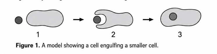 <p>Researchers claimed that a particular organelle originated from a free-living prokaryotic cell that was engulfed by a larger cell, as shown in Figure 1.</p><p> Which of the following provides evidence to best support the researchers’ claim? </p><p>A) The organelle has a phospholipid membrane<br>B) The organelle has proteins on the membrane</p><p>C) The organelle has a double membrane<br>D) The organelle has an internal aqueous environment that is similar to the cytoplasm of the larger cell</p>
