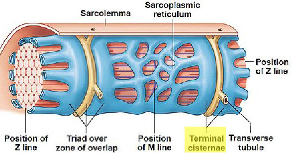 <p>continuation of sarcolemma (plasma membrane) that penetrates the cell’s interior</p>