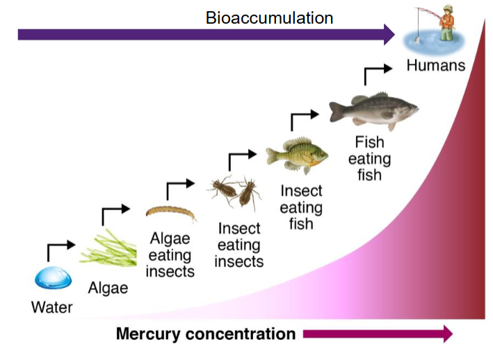 <p>The uptake of chemicals into an organism from the ambient environment and/or food or any source</p>