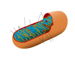 <p>label a mitochondrion</p>