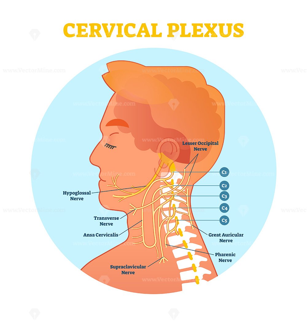 <p>Summerize the <strong>cervical plexus</strong>.</p>