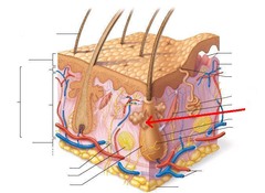<p>-oil glands in dermis that secrete sebum, a mixture of fats and proteins that prevents the skin and hair from drying out</p><p>-found all over the body w/ the exception of the soles of the feet and palms of the hands</p>
