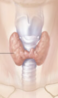 <p>You see a gland with two lobes connected by a thin bridge (isthmus) in the neck.</p>