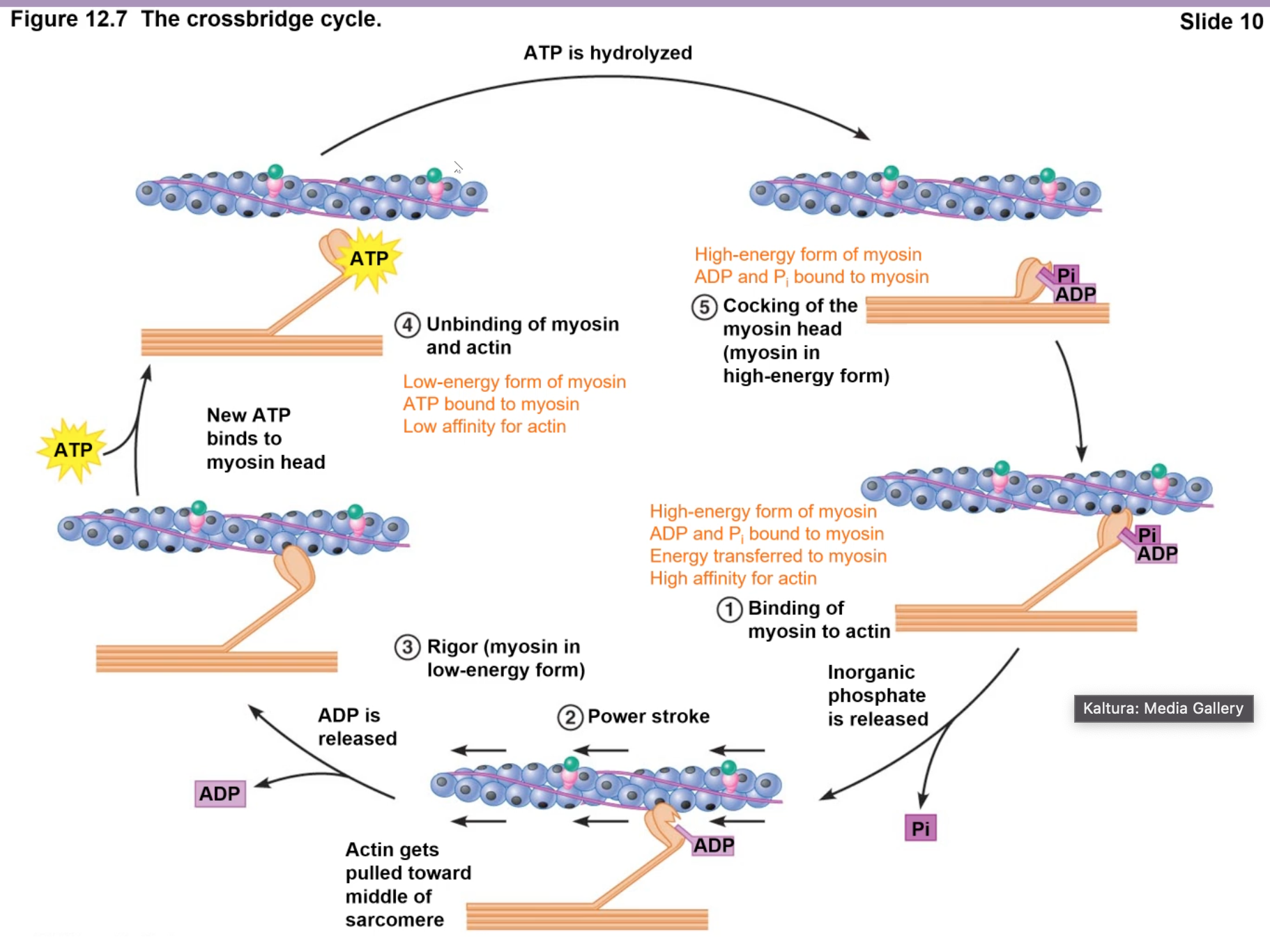 <ol><li><p>beginning</p><ol><li><p>high Ca+ from SR/excitation contraction</p></li><li><p>myosin in low E form (ATP)</p></li><li><p>G actin bound to tropomyosin and troponin</p></li></ol></li><li><p>cycle</p><ol><li><p>low E myosin (ATP) -(hydrolysis)→ high E myosin (myosin head conformation change)</p></li><li><p>Ca+ binds troponin → troponin pulls/shifts trotropomycin, exposing the myosin binding site on actin</p></li><li><p>exposed myosin binding sites bind High E myosin (ADP+P) → releases P</p></li><li><p>releasing P → “Power Stroke” = myosin pulls actin </p></li><li><p>after power stroke, ADP released = myosin and actin STUCK together in contraction, no movement (cross-bridge)</p><ol><li><p>rigor mortis = peak 12 hours, lasts 24 hrs, then will begin relaxing, fully relaxed 48 hours</p></li></ol></li><li><p>contraction stops when new ATP added to myosin (Low E) and separates from actin</p></li></ol></li></ol><p></p><p>enzymes break myofibers</p><p></p>