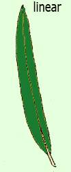 <p><span>long, narrow botanical leaf shape with parallel sides, typically several times longer than it is wide</span></p>