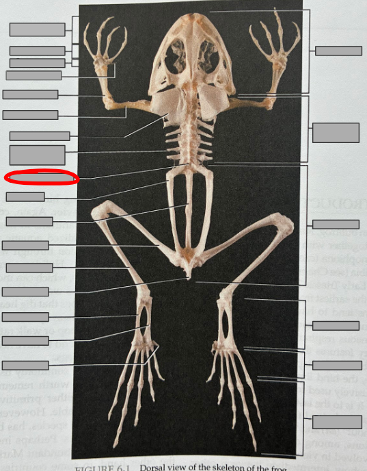 <p>What part of the organism is this?</p>