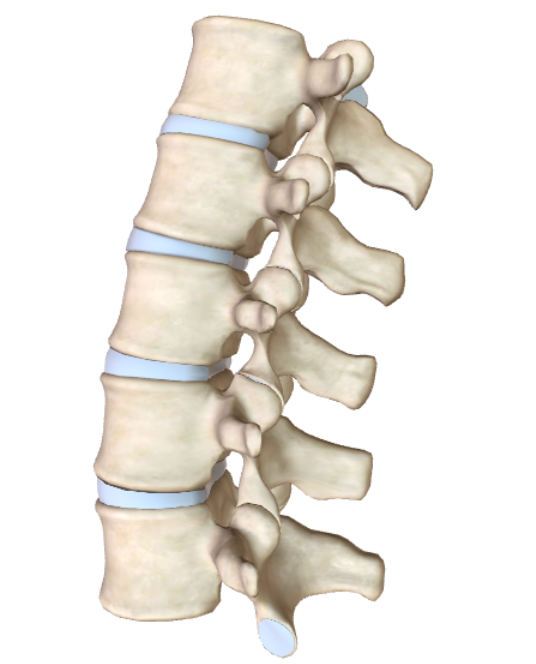 <p>What type of vertebrae are these? Describe them.</p>