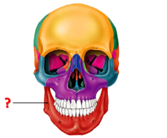 <p>Identify this bone.</p>