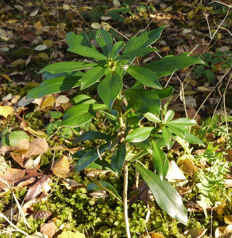 <p><em>Daphne laureola</em></p>