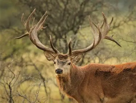 <p>What Mammal is this?</p>