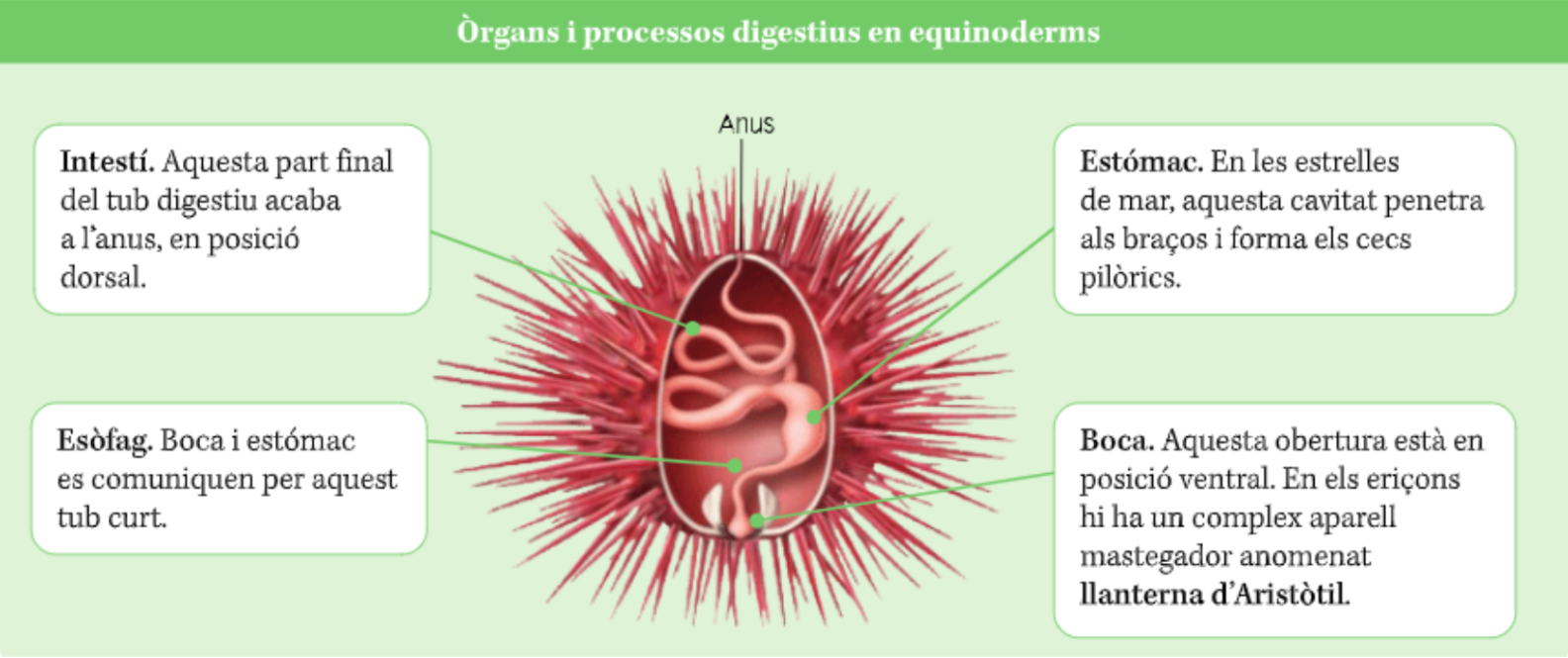 <p>Equinoderm, eriçó de mar</p>
