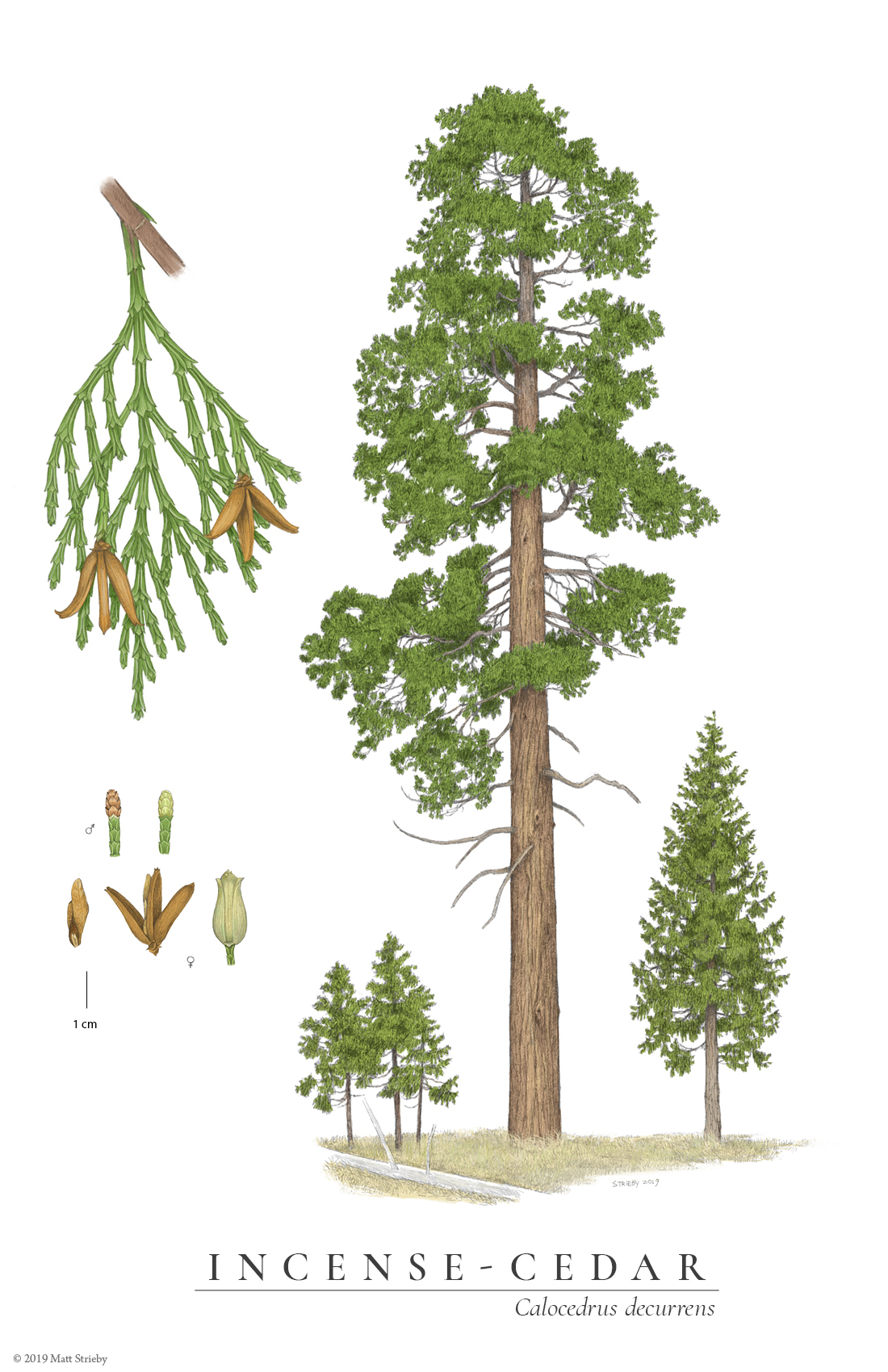 <p><span>Incense Cedar</span></p>