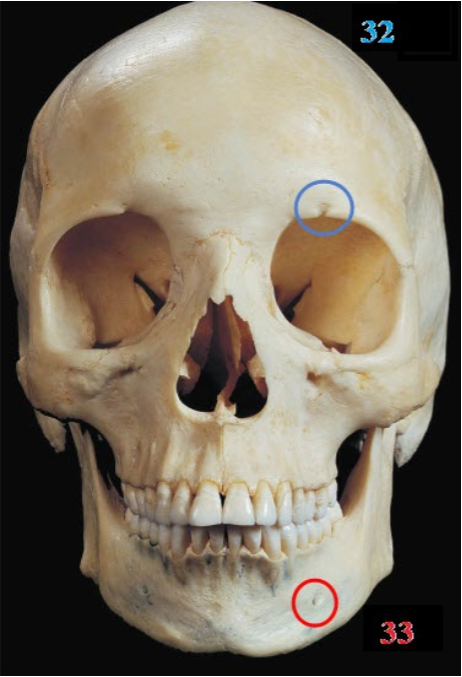 <p>Name the red foramen</p>