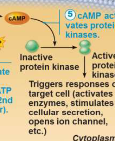 <p>Protein kinases are activated, triggering the response of the target cell</p>