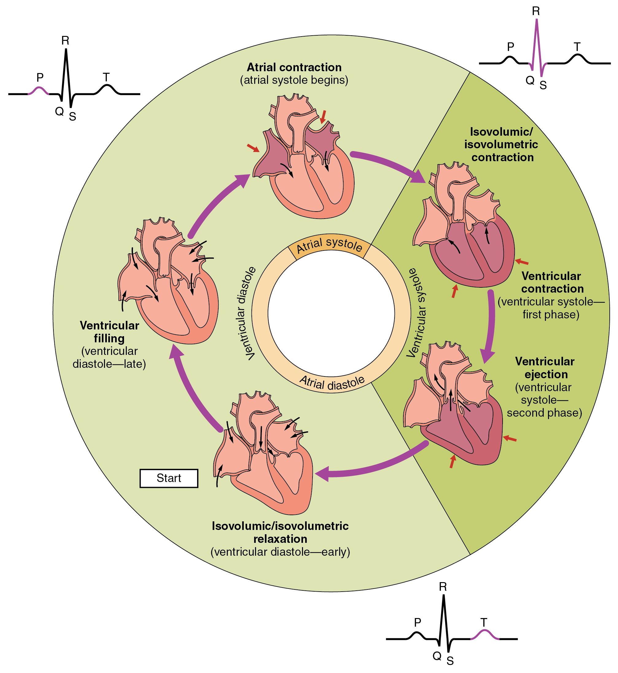 <p>what does QRS complex on ECG show?</p>