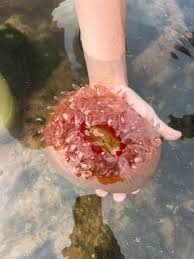 <p>Northern Red Anemone </p>