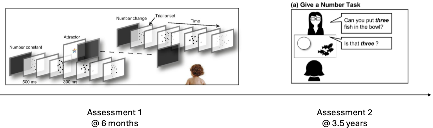 <ul><li><p>two different dot streams </p><ul><li><p>1 constant number</p></li><li><p>1 changing number </p></li></ul></li><li><p>baby should look longer at the changing</p></li><li><p>come back 3 years later </p></li><li><p>those who looked longer at changing had improved math achievement at preschool </p></li></ul><p></p>