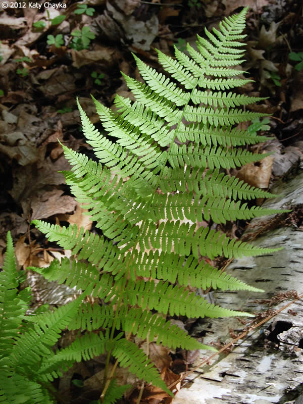 <p>Athyrium filix-femina</p>