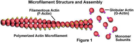 <p>Structure: 2 intertwined strands</p><p>Protein: actin</p><p>Diameter: smallest</p><p>Key Functions: muscle contractions, cell shape (cortex), cytoplasmic streaming, ATP and movement, mainly involved in cell shape and contraction</p><p>Motor Proteins: Myosin</p><p>Yes (grows and shrinks)</p>