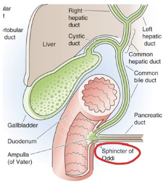 <ul><li><p>Where common bile duct and pancreatic duct join before opening into the duodenum</p></li></ul><p><u>When closed:</u></p><ul><li><p>Bile/pancreatic juice can’t enter duodenum</p></li></ul><p><u>When open:</u></p><ul><li><p>Bile/pancreatic juice can enter, ensuring the right amount is released when food arrives. </p></li></ul><p></p>