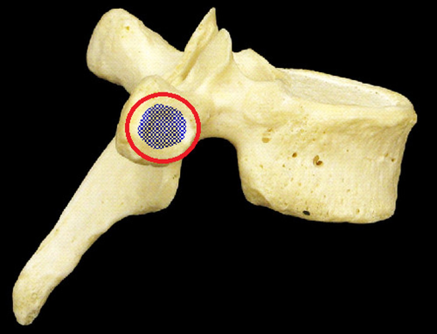 <p>articulates with the articular tubercle of the rib</p>