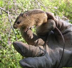 <p><strong>Found in moist habitats; commonly found along streams, wet meadows, and dense riparian vegetation. Hind feet greatly enlarged with five toes. Tail long, slender, and non-tufted, usually longer than head-body length. Ears small and mouse-like; flanks often washed with reddish-brown.</strong></p>