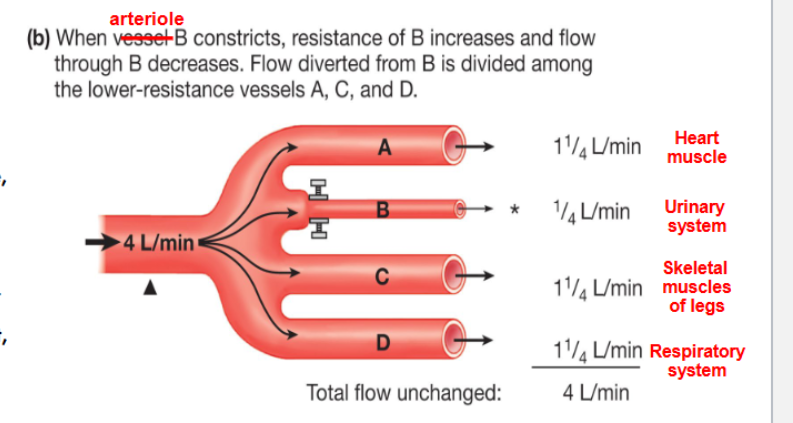 <p>Activating the sympathetic efferent pathways…</p>