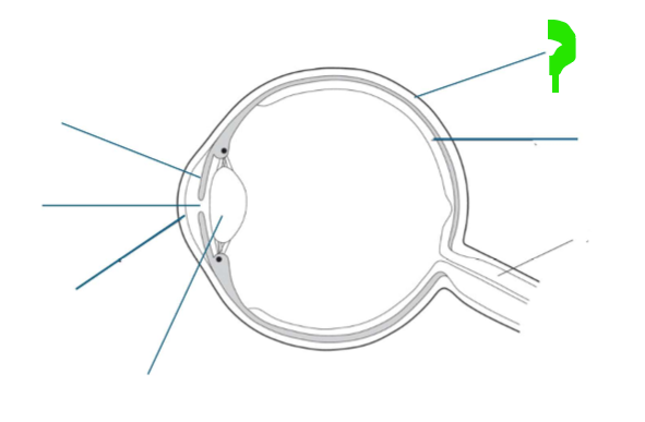 <p>What is this part of the eye?</p>