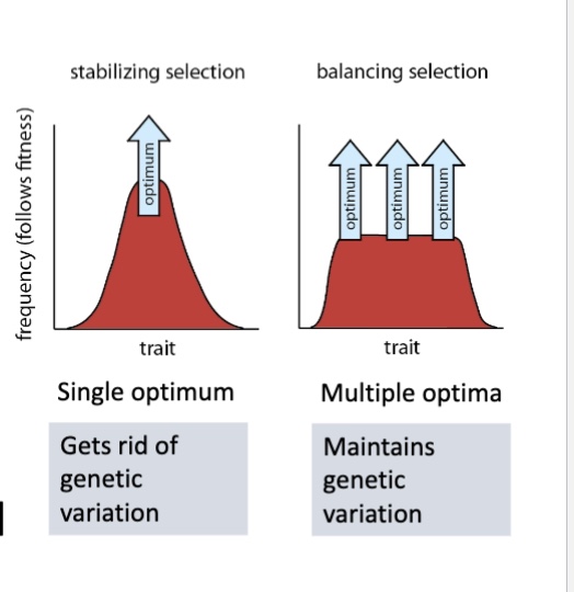 <p>when multiple alleles are maintained in a population… may have equal fitness</p>