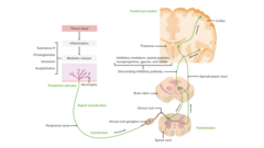 <p>Step 1: Tissue Injury (30 seconds)</p><p>med class blocks this inflammatory response? → NSAIDs</p><p>Step 2: Transduction --> nociceptors</p><p>Drugs: NSAIDs, APAP, Corticosteroids</p><p>Step 3: Transmission</p><p>Step 4: Modulation</p><p>Endogenous opioids, serotonin, Norepi</p><p>Step 5: Perception (signal reaches higher brain centers)</p>