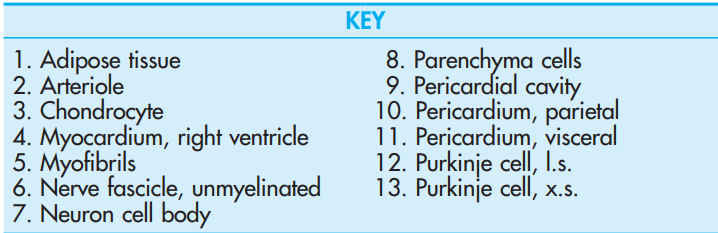 <p>Visceral and Parietal Pericardium</p>