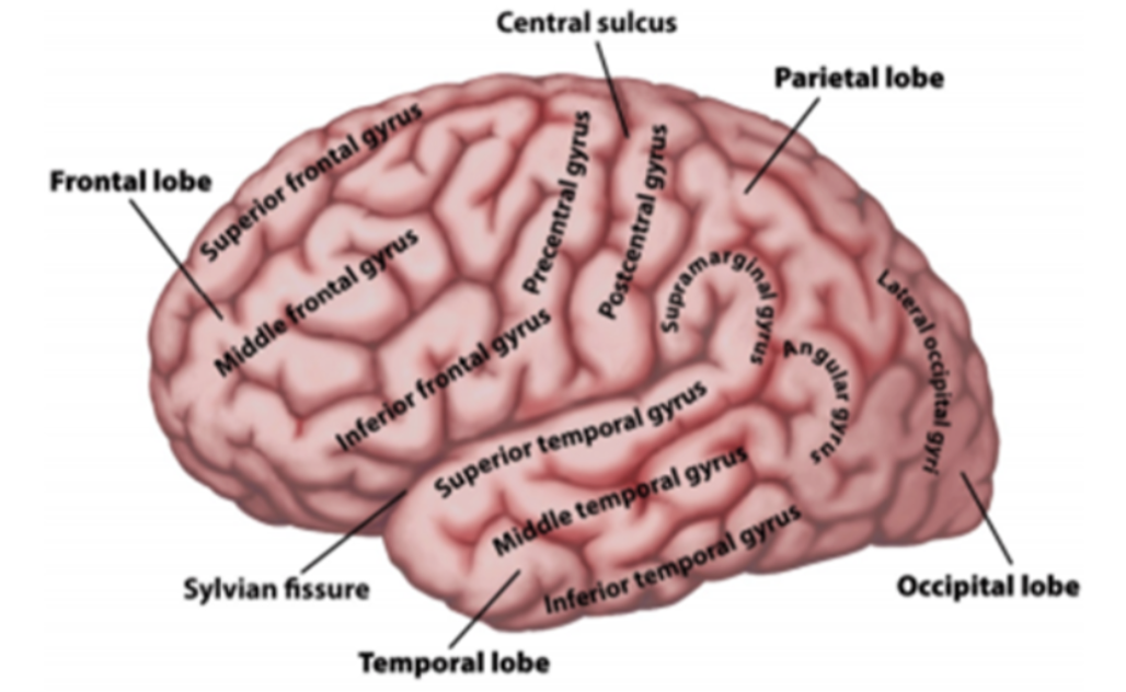 <p>Surface Anatomy</p>