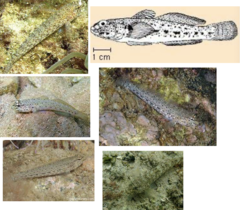 <p>Bucchichi's goby</p>