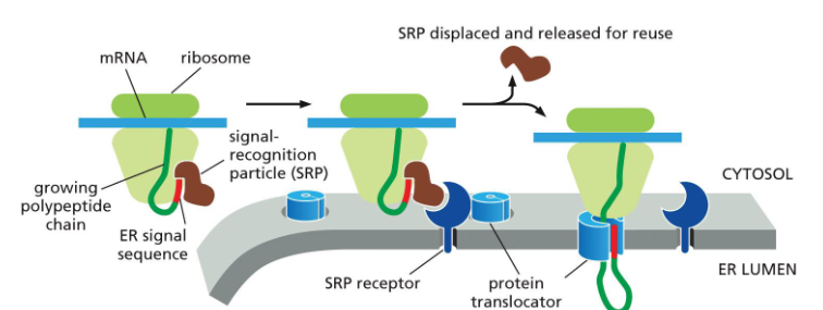<p>the exposed ER signal sequence and the ribosome</p>