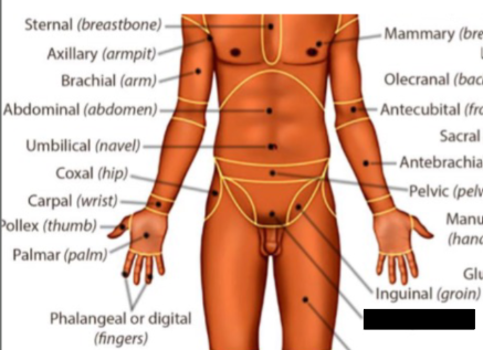 <p>what anatomical region is this?</p>