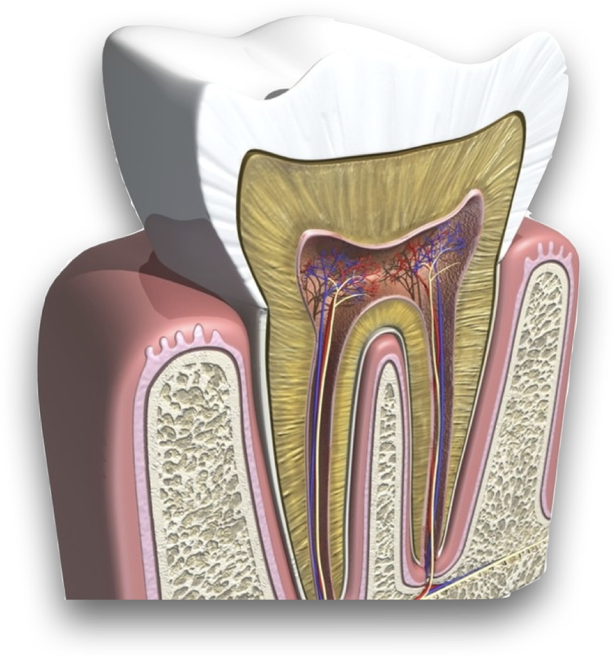 <p>Portion of the pulp cavity which is located in the root(s) of the tooth, and may also be called the root canal(s)</p>