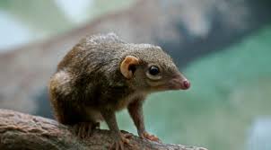 <p>Order: tree shrews and pen-tailed tree shrew </p>