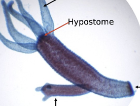 <p>phylum, Class, arrows </p>