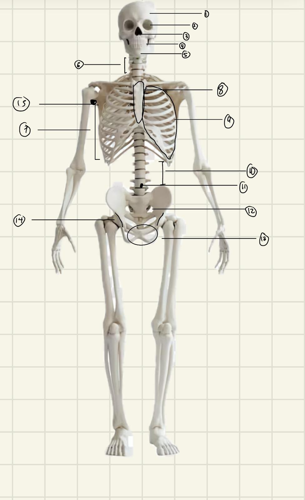 <p>Label the Regions of Anterior Axial</p>