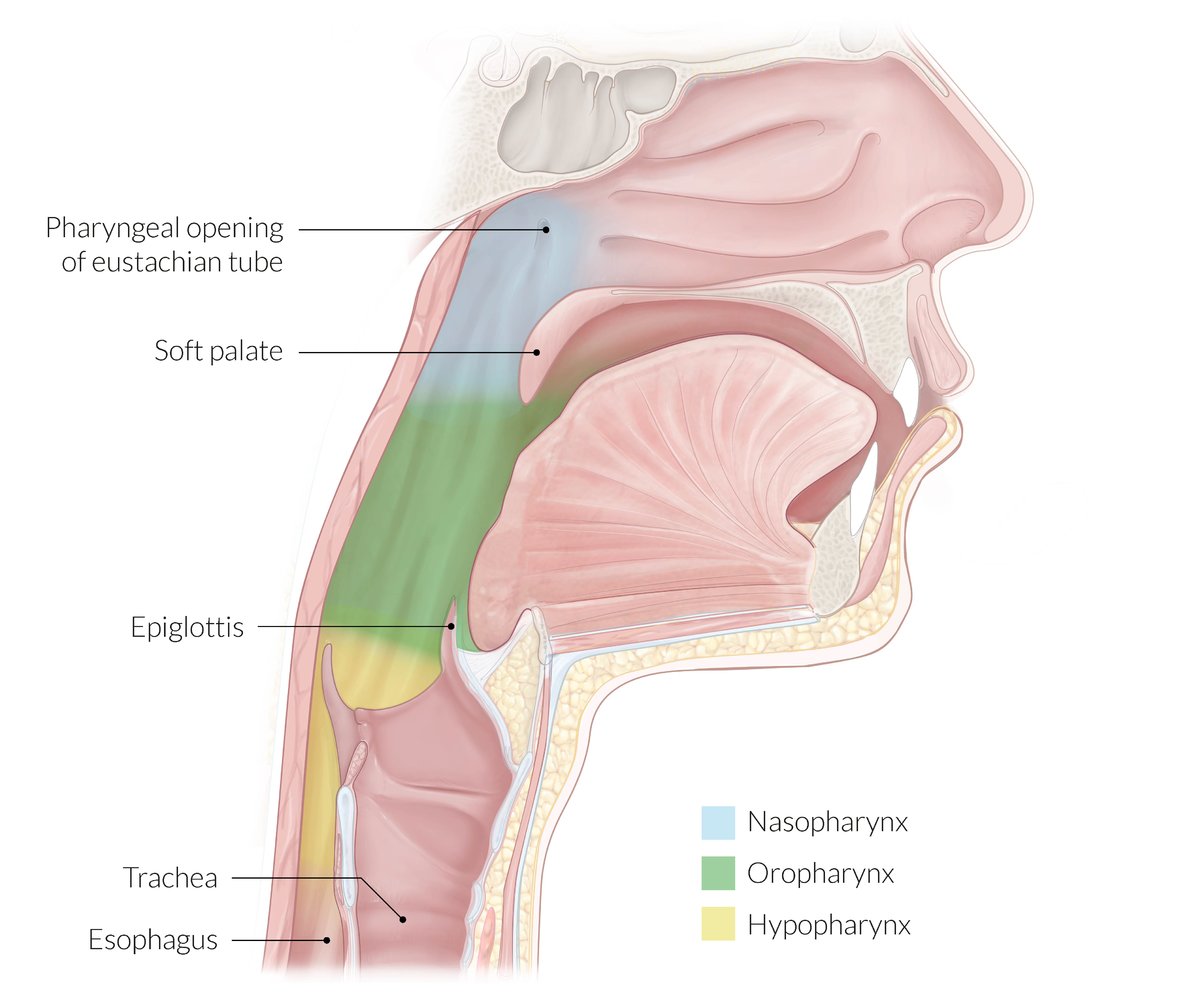 <p>anterior- oropharyngeal isthmus/ oral cavity</p><p>posterior- pharyngeal wall C2/C3 vertebrae</p>