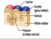<p>Surface of the cerebrum made of gyri, sulci, and fissures. Gray matter. Help separate the brain.</p>
