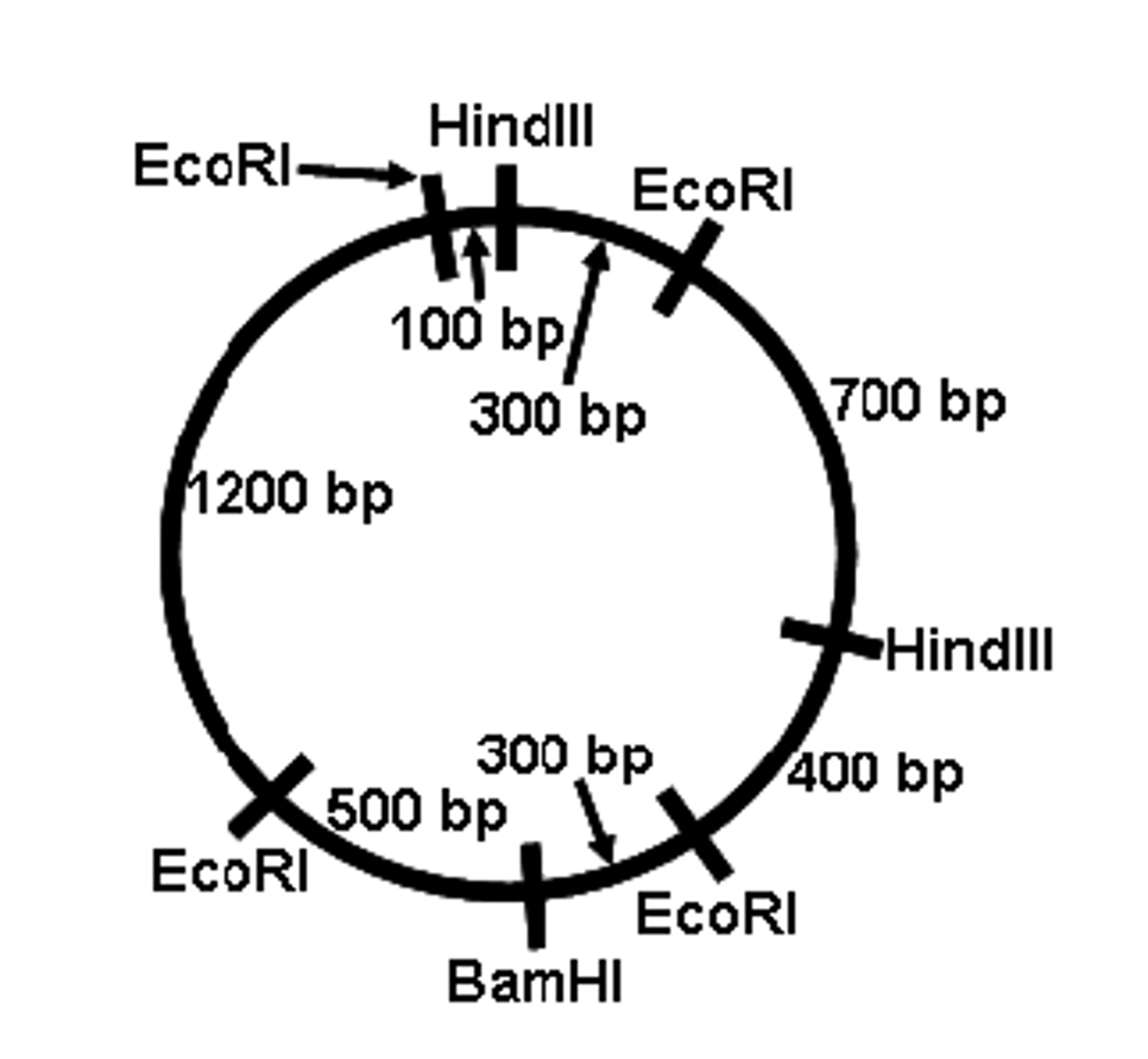 <p>diagram that shows the lengths of fragments between restriction sites in the strand of DNA</p>