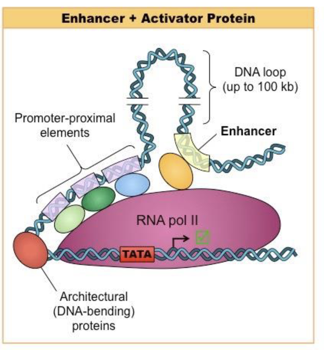 <p>enhancer DNA</p><p>elementsr</p>