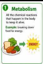 <p>All the chemical reactions that happen in the body to keep it alive.<br>Example: Breaking down food for energy is part of metabolism</p>