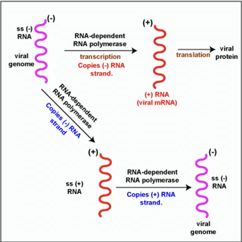 <p>RNA-dependent RNA polymerase transcribes it into the (+) version. Then the same enzymes makes lots of copies of the (-) version</p>