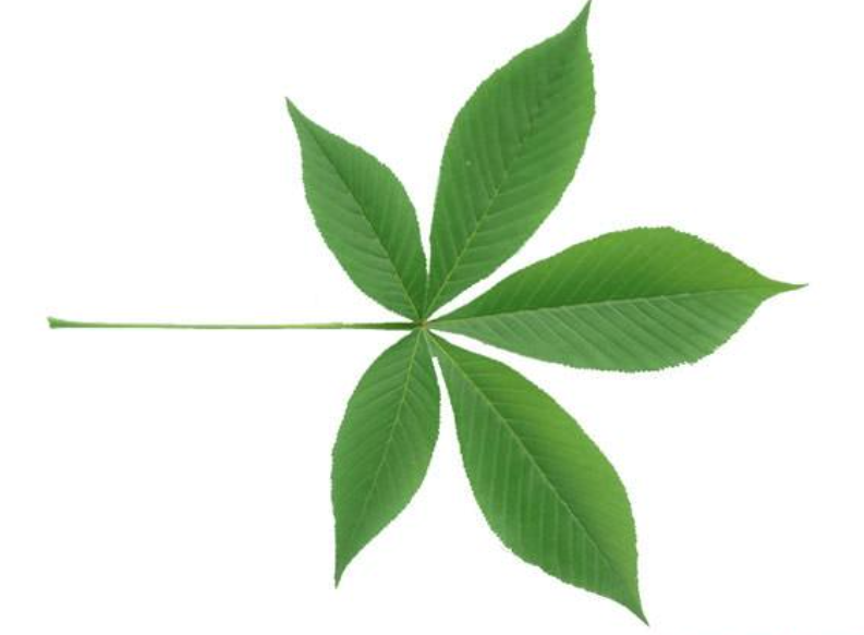 <p>Aesculus habit/distinctive characters</p>