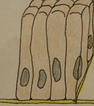 <p>name that shape </p>